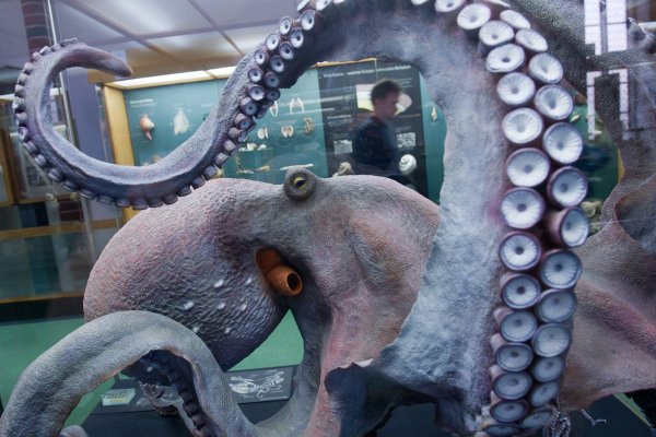 Kraken зеркало даркнет